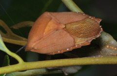 Tessaratoma papillosa