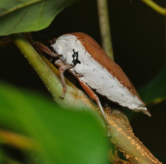 Tessaratoma papillosa