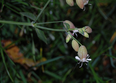 Silene vulgaris