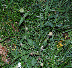 Silene latifolia alba