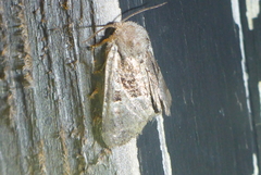 Meropleon ambifusca