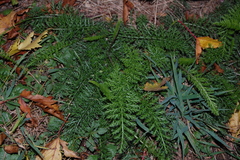 Achillea millefolium