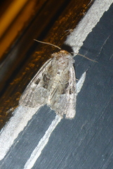 Meropleon ambifusca