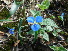 Commelina dianthifolia