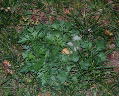 Artemisia vulgaris
