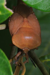 Tessaratoma papillosa