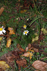Tripleurospermum inodorum