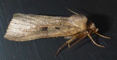 Agnorisma bugrai