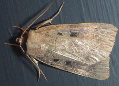 Agnorisma bugrai