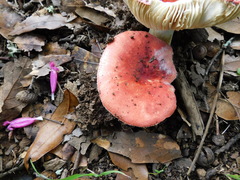 Russula mexicana
