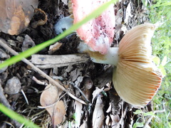 Russula mexicana