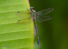 Erpetogomphus
