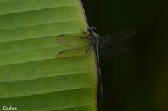 Erpetogomphus