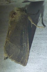 Papaipema nebris