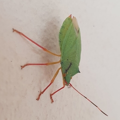 Chlorocoris