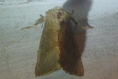 Papaipema nebris