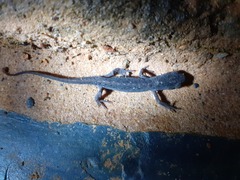 Lissotriton maltzani