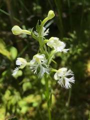 Platanthera leucophaea
