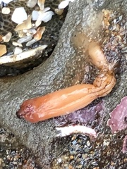 Styela montereyensis