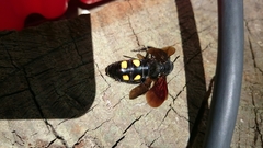 Pygodasis quadrimaculata