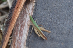 Allotruxalis gracilis