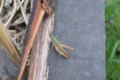 Allotruxalis gracilis