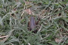 Orthoptera