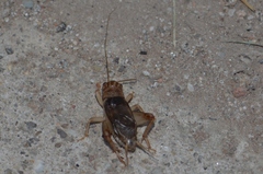 Anurogryllus
