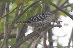 Campylorhynchus nuchalis