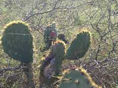 Opuntia engelmannii