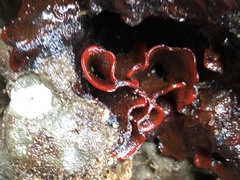 Watersipora subtorquata