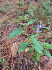 Trichostema dichotomum image