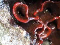 Watersipora subtorquata