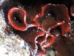 Watersipora subtorquata