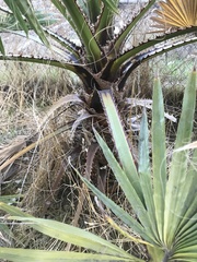 Washingtonia