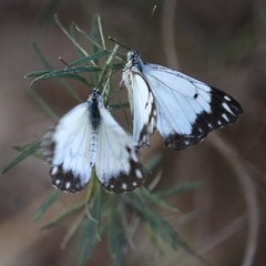 Belenois java teutonia