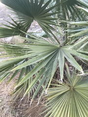 Washingtonia