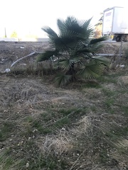 Washingtonia