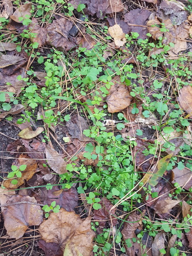 Cardamine image
