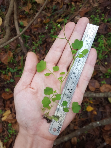 Cardamine image