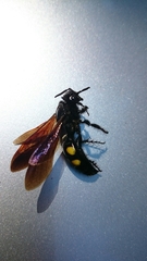 Pygodasis quadrimaculata