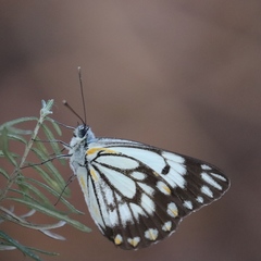 Belenois java teutonia
