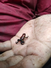 Excidobates captivus