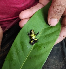 Excidobates captivus