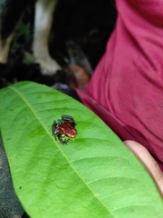 Excidobates captivus