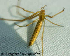 Tetragnatha straminea