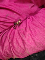 Excidobates captivus