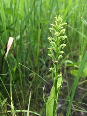Platanthera flava herbiola