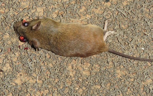 Small-eared Colilargo