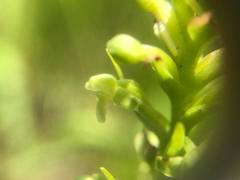 Platanthera flava herbiola